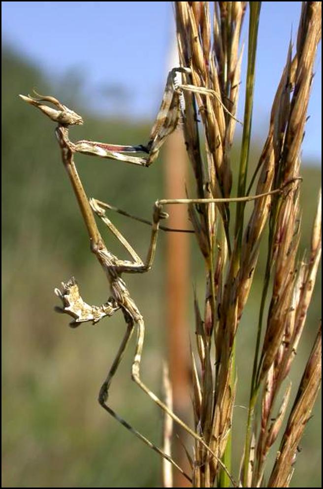 Empusa pennata (ninfa)